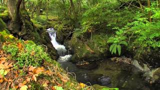 Waterfalls of Wales  Dolgoch Tywyn [upl. by Blakely41]