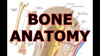 BONE ANATOMY [upl. by Lilahk965]