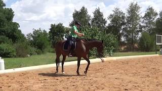 Retraining the Standardbred  trot techniques [upl. by Eetsirk]