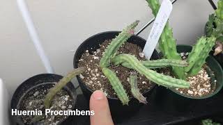 Stapelia And Huernia Plants Update [upl. by Eppillihp]