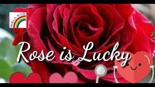 Happy Rose Day WishesWhatsapp Video messageGreetingsMessageDownload Beautiful Quotes [upl. by Nylirem]