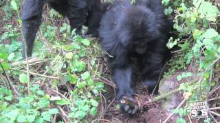 Gorillas Fight Back Against Loathsome Poachers [upl. by Jeremias]