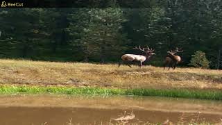 ATVing Idaho trail cams couple big Bulls playingSept 2024 [upl. by Atnovart272]