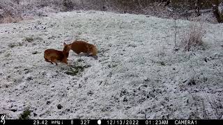 Water Deer buck fight [upl. by Kreg982]