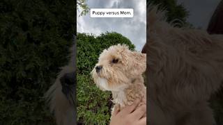 Puppy vs Mom Who wins maltipoo puppy [upl. by Dyoll]