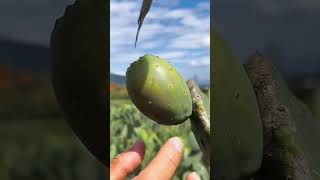 Satisfying Fruit Biting Compilation fruits fruitsfarm satisfying short [upl. by Aivan239]