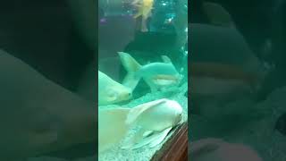 beautiful in aquarium music songlovetamilsongtamil foodxmlfilfishingfish fishtankaquarium [upl. by Brunell]