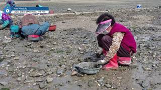 고금도 봉명리 반지락 시즌 개막 The Clam Season Open in Gogeumdo Island [upl. by Shapiro]