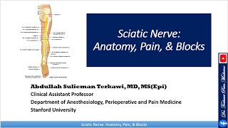 Sciatic nerve Anatomy Pain and Block [upl. by Nylirak]