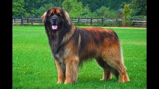 Learn all about the Leonberger dog breed [upl. by Liebowitz]