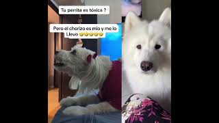 Tu perrita es tóxica 🤣🤣🤣 perro cubanosenelmundo chistesbuenos mundoperro humor [upl. by Assela49]