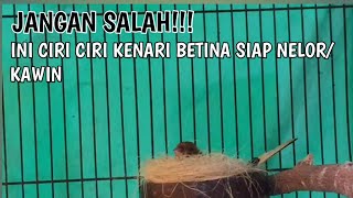 Ciri ciri kenari betina siap nelorsiap kawin [upl. by Ayalahs315]