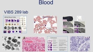 Medical School Histology Basics  Blood [upl. by Arjun]