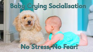 Baby Crying Sound for Dog Socialization  Puppy Desensitization Noise [upl. by Eednar591]