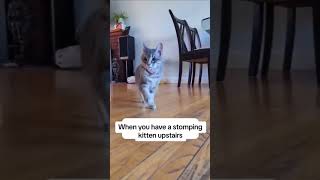 Stompers stomp stomp 🐾 cat funnymemes shorts [upl. by Vassar]