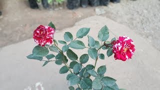 How To Grow Two Color Roses  Tiger Rose [upl. by Kenton]