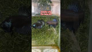 Imbellis wild The betta KH [upl. by Odnomyar]