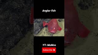 Angler fish ปลาตกเบ็ด animals fish [upl. by Hulbig]