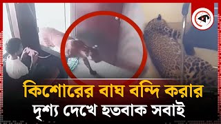 কিশোরের বাঘ বন্দি করার দৃশ্য দেখে অবাক নেটিজেনরা  Tiger Captive  Kalbela [upl. by Lissak]