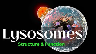 Lysosomes Structure and Function biology Cell Biology [upl. by Emmerich975]