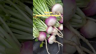 The Best Way To Cook Turnips😃🌿🍽️Quick and Easy turnips [upl. by Enovi]