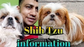 Shih Tzu Information ll Shih Tzu Full Information Hindi [upl. by Enelav]