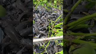 Awesome catfish raising in the backyard catfish fishfarm farming agriculture shorts [upl. by Ainig290]