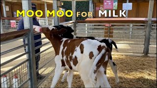 Cow babies go MOO MOO for milk [upl. by Valoniah]