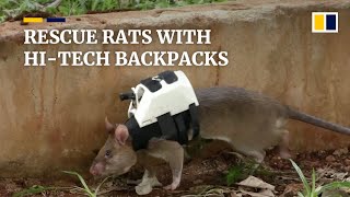 Giant rats wearing hitech backpacks trained for disaster rescue [upl. by Atined238]