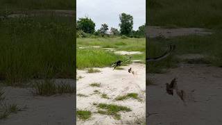 How amazing of Changeable Hawk Eagle hunt their prey for food 🦅youtube youtubeshorts hunting [upl. by Damita713]