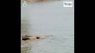 Sundarbans  the worlds largest mangrove forest [upl. by Enalda]