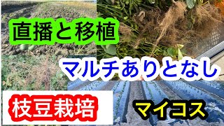 『枝豆栽培』畑地と田んぼ地。品種選びで出荷方法が変わりました。2024年9月27日 [upl. by Izogn]