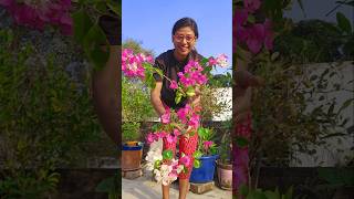 White Pink Bougainvillea Plant at My Rooftop Garden😍 rooftopgarden gardening plantation trending [upl. by Denton333]