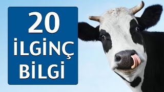 Hayvanlarla İlgili OHA Diyeceğiniz 20 Bilgi [upl. by Idonna]