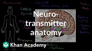 Neurotransmitter anatomy  Organ Systems  MCAT  Khan Academy [upl. by Kobe361]