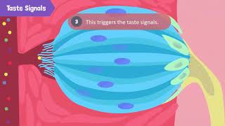 Structure and Function of a Tongue [upl. by Burny802]