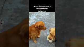 Los perros se toman muy en serio las bromas 😂🐶 [upl. by Collis]