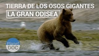 Tierra de los Osos Gigantes La Gran Odisea  Naturaleza  Planet Doc [upl. by Kiley]