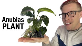 Anubias Plant Care for Beginners [upl. by Oimetra]