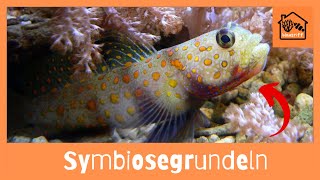 Wie halte ich Symbiosegrundeln und Knallkrebse im Meerwasseraquarium [upl. by Filbert]