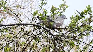 Wood Pigeon eating leaf buds [upl. by Anyala195]