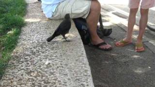 A Very Smart Bird  Thirsty crow comes to humans for help [upl. by Arva]