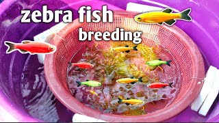 Zebra fish breeding  How to breeding zebra fish hindi zebrafish aquariumfishfish breeding [upl. by Sublett]