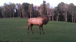 Le Wapiti au Parc Oméga en période de rut [upl. by Windsor]