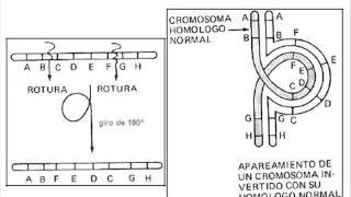 Biología  Mutaciones cromosómicas [upl. by Bonn]