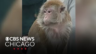 Pet monkey scratches 3yearold inside Indiana Walmart [upl. by Aronoh]