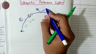 Ubiquitin Proteasome system  Protein Metabolism  Doctor Z [upl. by Flight]