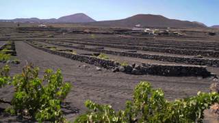 Viñas Bodegas El Grifo [upl. by Saffren]