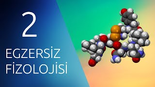 EGZERSİZ FİZYOLOJİSİ 2 Endokrin Hormonal Sistem [upl. by Gurango]