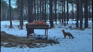 20230305 Hirvekaamera A fox hunting carrots [upl. by Helaine]